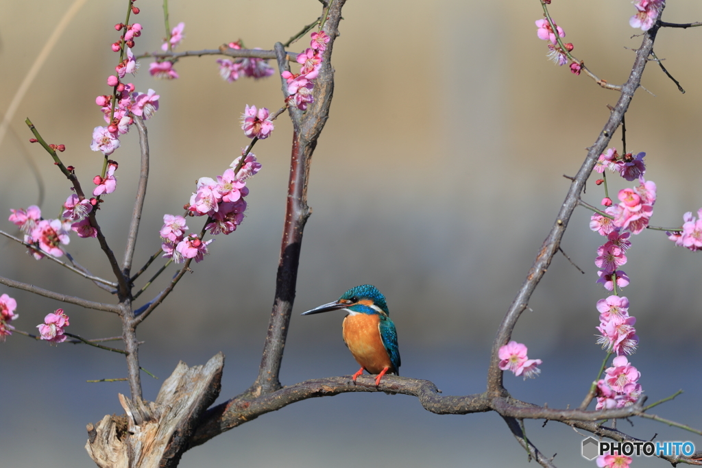 紅梅とカワセミ