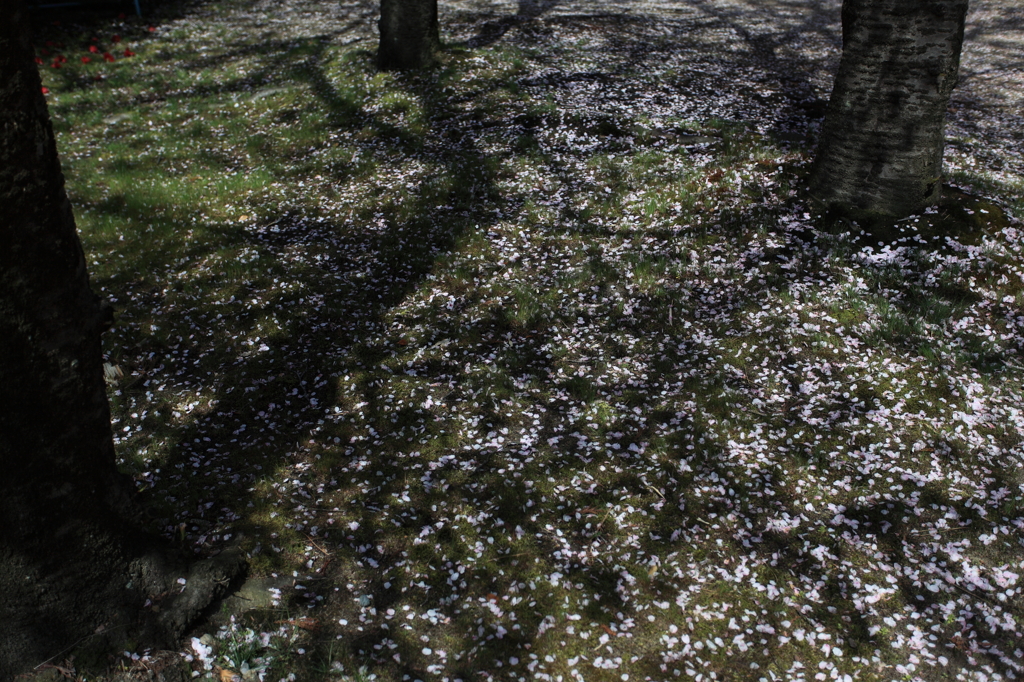 影桜
