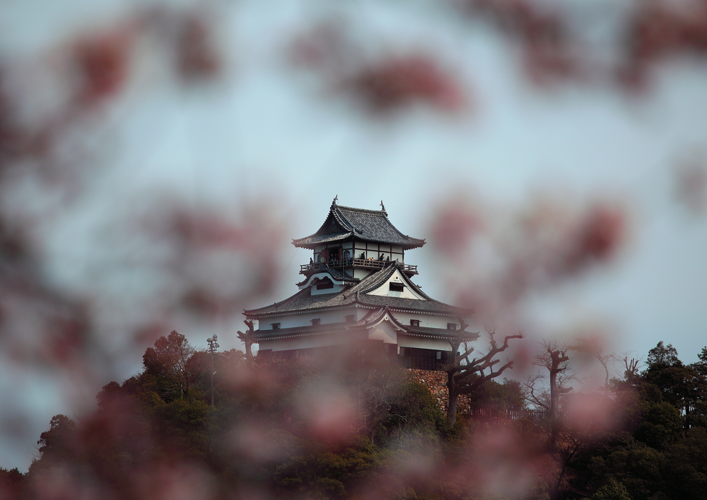城と桜　その２