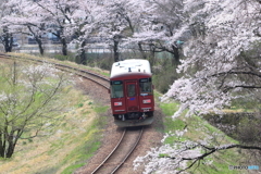 桜カーブ