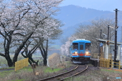 樽見鉄道　桜３