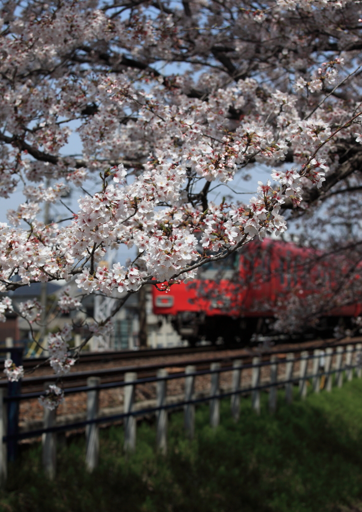 桜列車