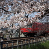 桜列車