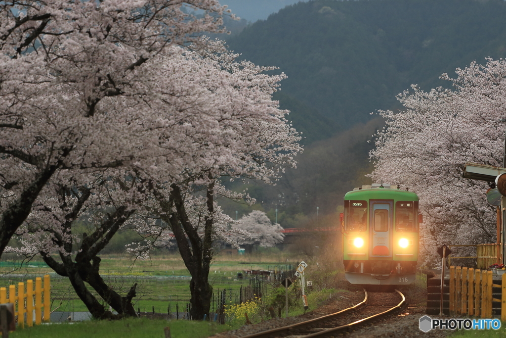 桜と樽鉄３