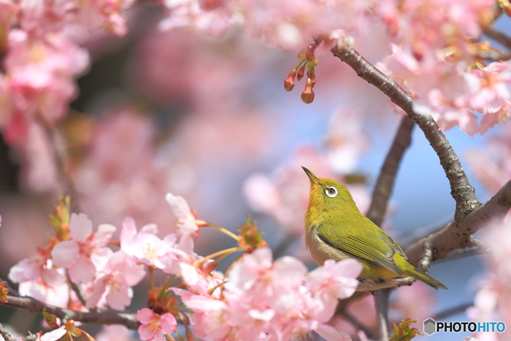 sakura