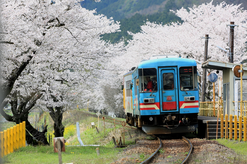 樽見鉄道３