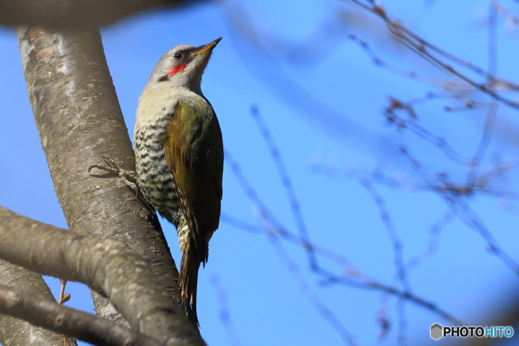 アオゲラ♀