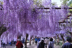 藤公園