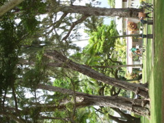 樹と人