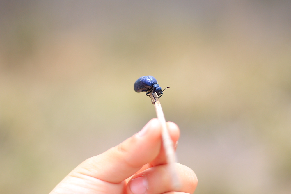 なんの虫でしょうか？