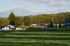 そば畑と爺ヶ岳〜鹿島槍　[朝]