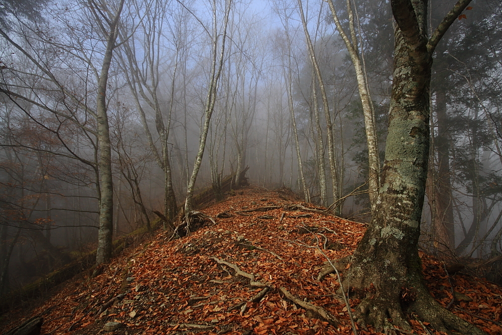 レッドカーペット