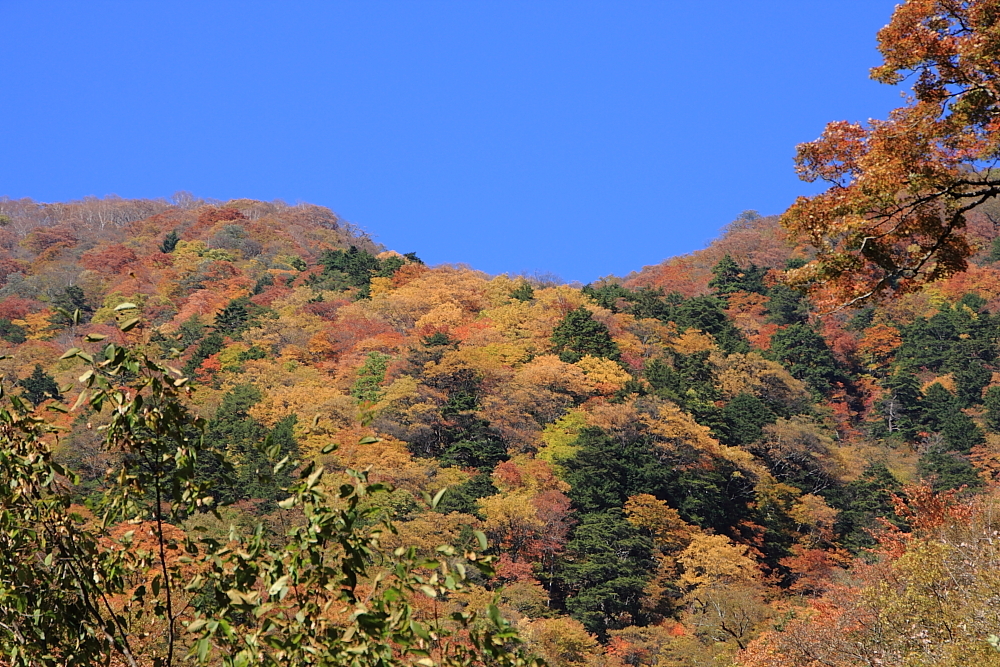 色付く山