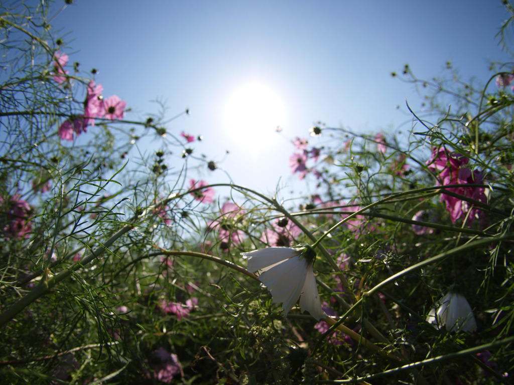 花宮