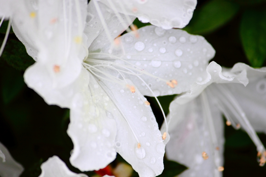 ツツジ　雨を纏う　Ⅱ