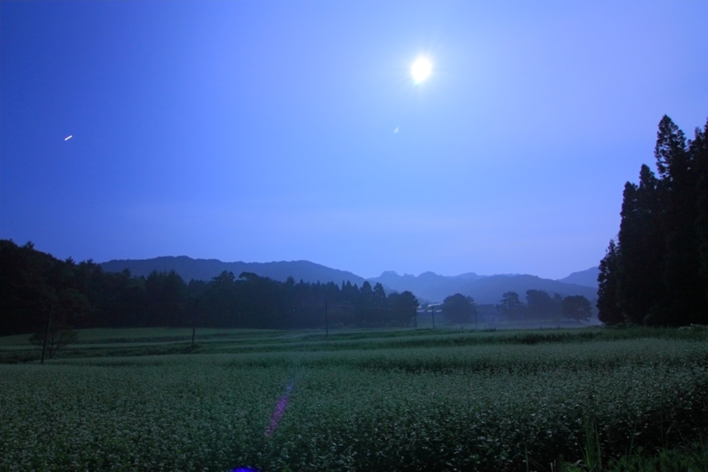 月夜の蕎麦畑