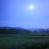 月夜の蕎麦畑