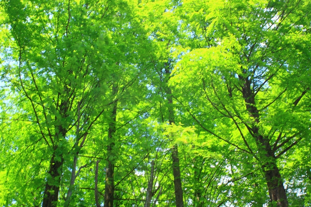 木立