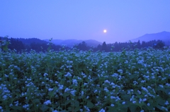 月夜の蕎麦