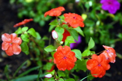DSC00928