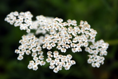 DSC00914
