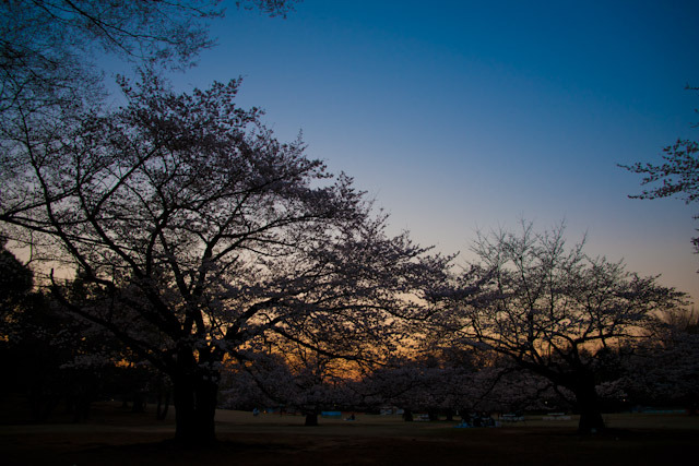 Mid-bloom sunset
