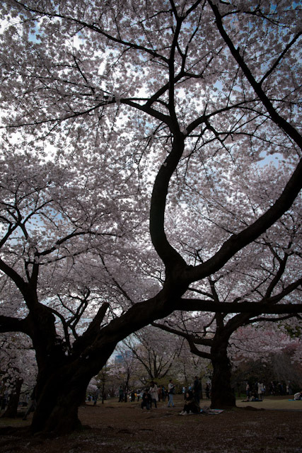 Nature's Canopy