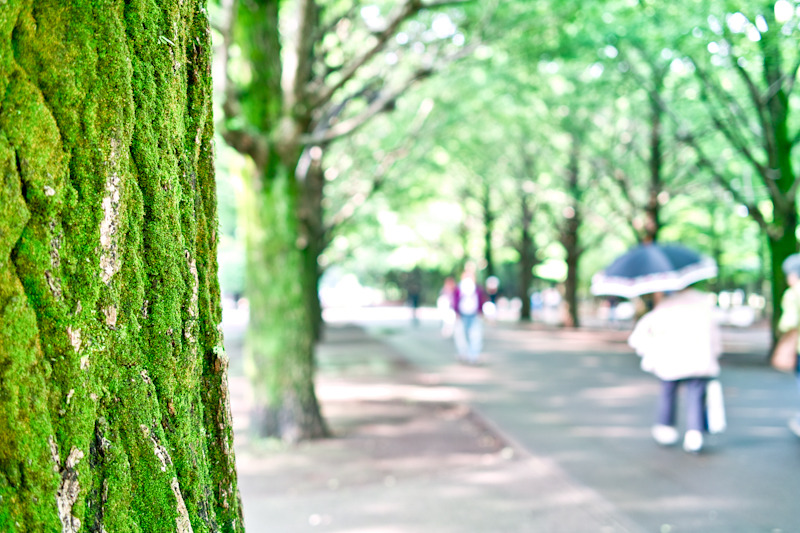 Moss Tree