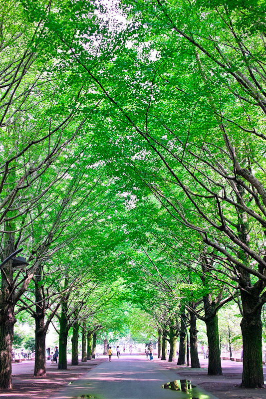 Green Arch