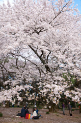 My Hanami ^^