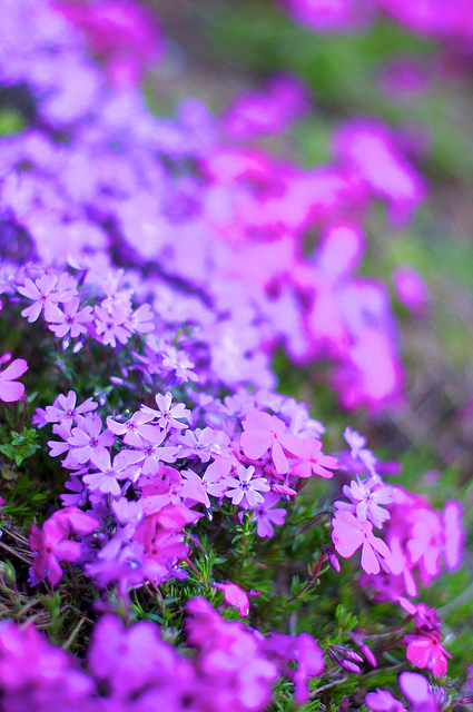 purple kingdom