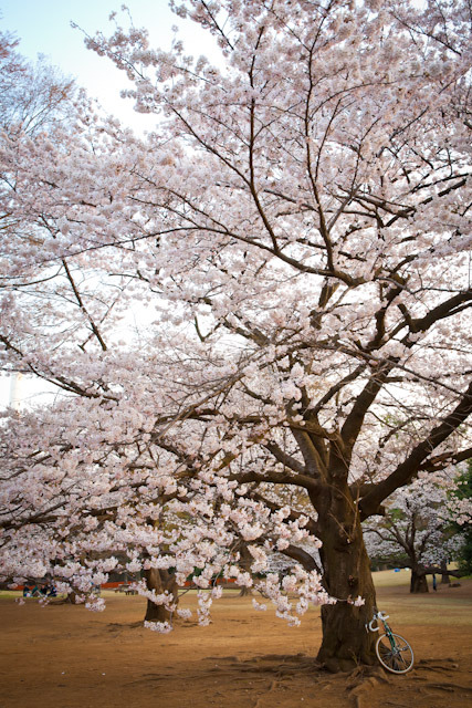 Enjoy the park