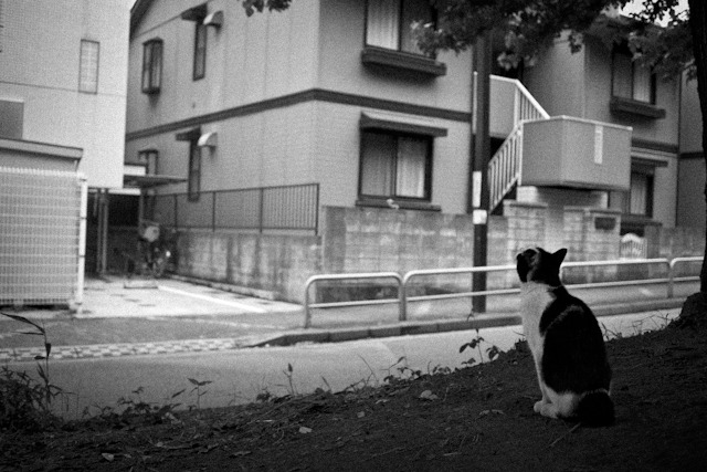 「絶対来る」