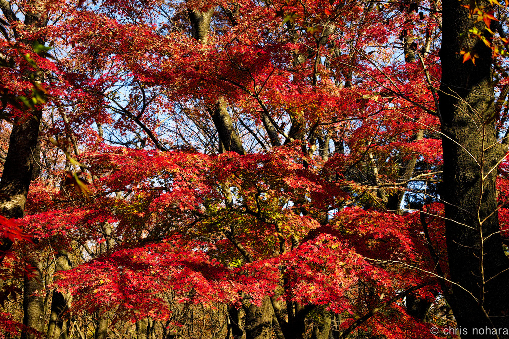 red curtain