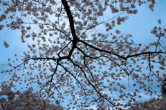 Sakura Web