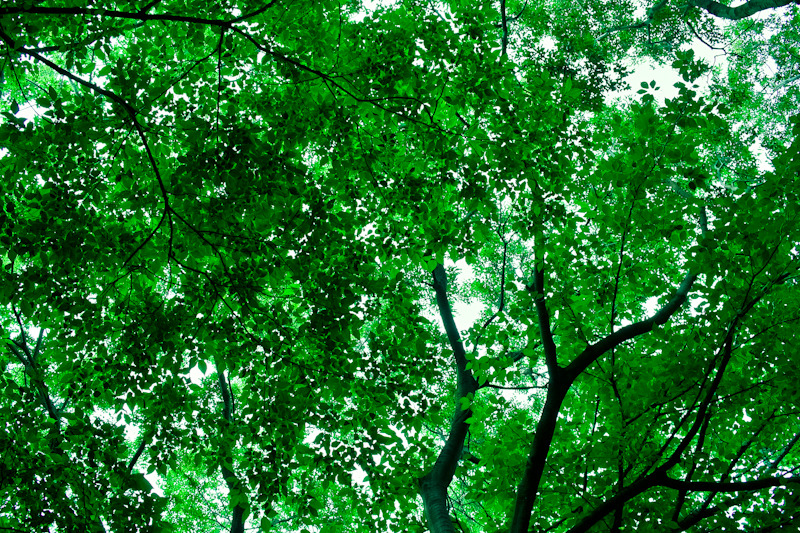 Nature's Roof