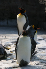 ペンギン