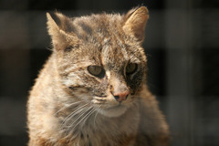 ベンガル山猫
