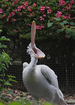 ペリカンの大あくび