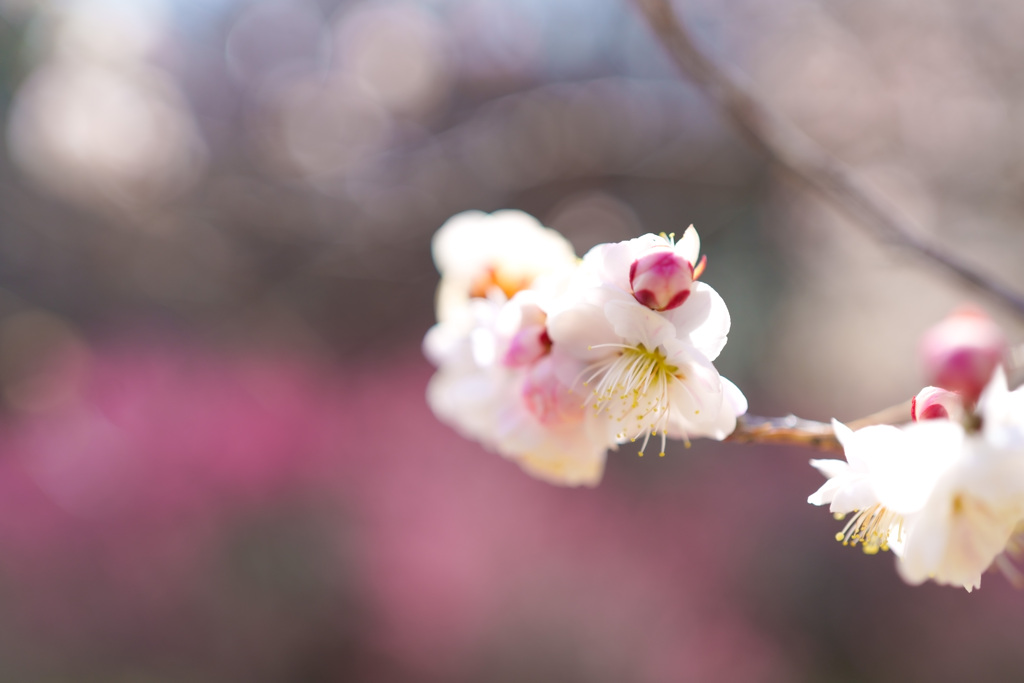 梅の花