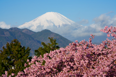 河津桜と富士山