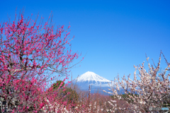 紅梅、白梅そして富士山