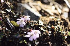 _里山に咲くイワウチワ