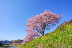 満開の河津桜