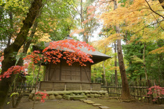 平林寺の紅葉２