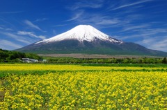 富士山と菜の花
