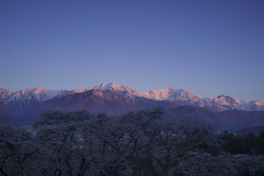 朝焼けの後立山連峰とソメイヨシノ