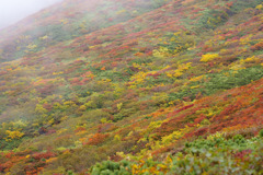 栗駒山の紅葉