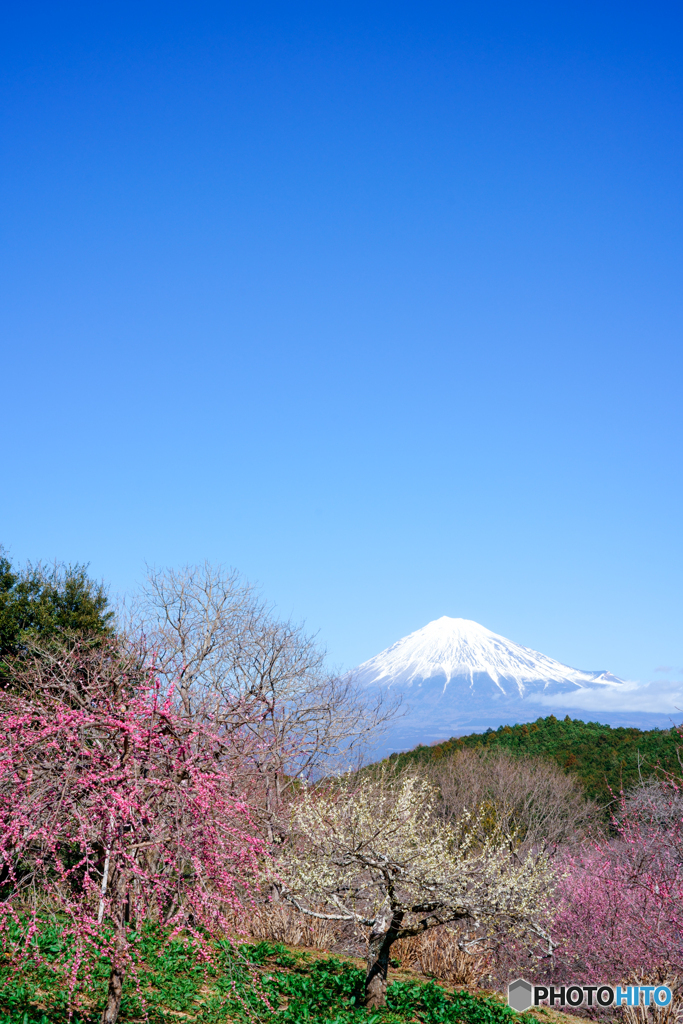 シダレ梅を富士山