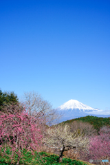 シダレ梅を富士山